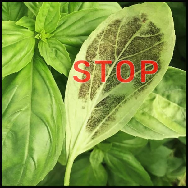 basilic-attack-stop-by-uv